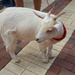 Buttercup Goat by sfeldphotos