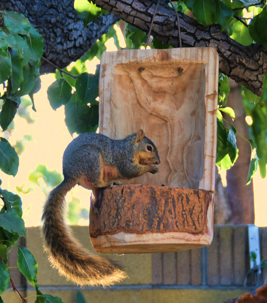 Miss Squirrel  by joysfocus