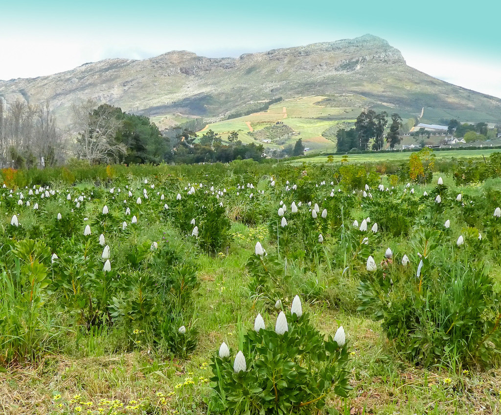 A Protea field..... by ludwigsdiana