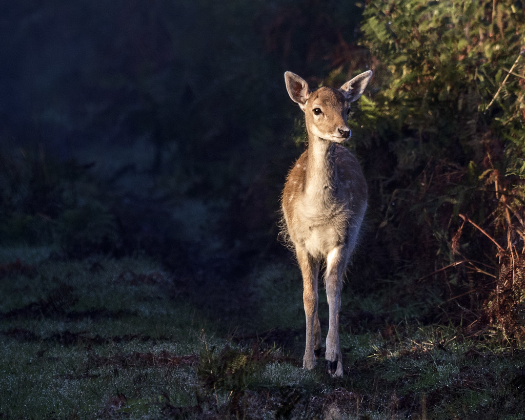 Deer at dawn by shepherdmanswife