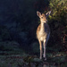 Deer at dawn by shepherdmanswife