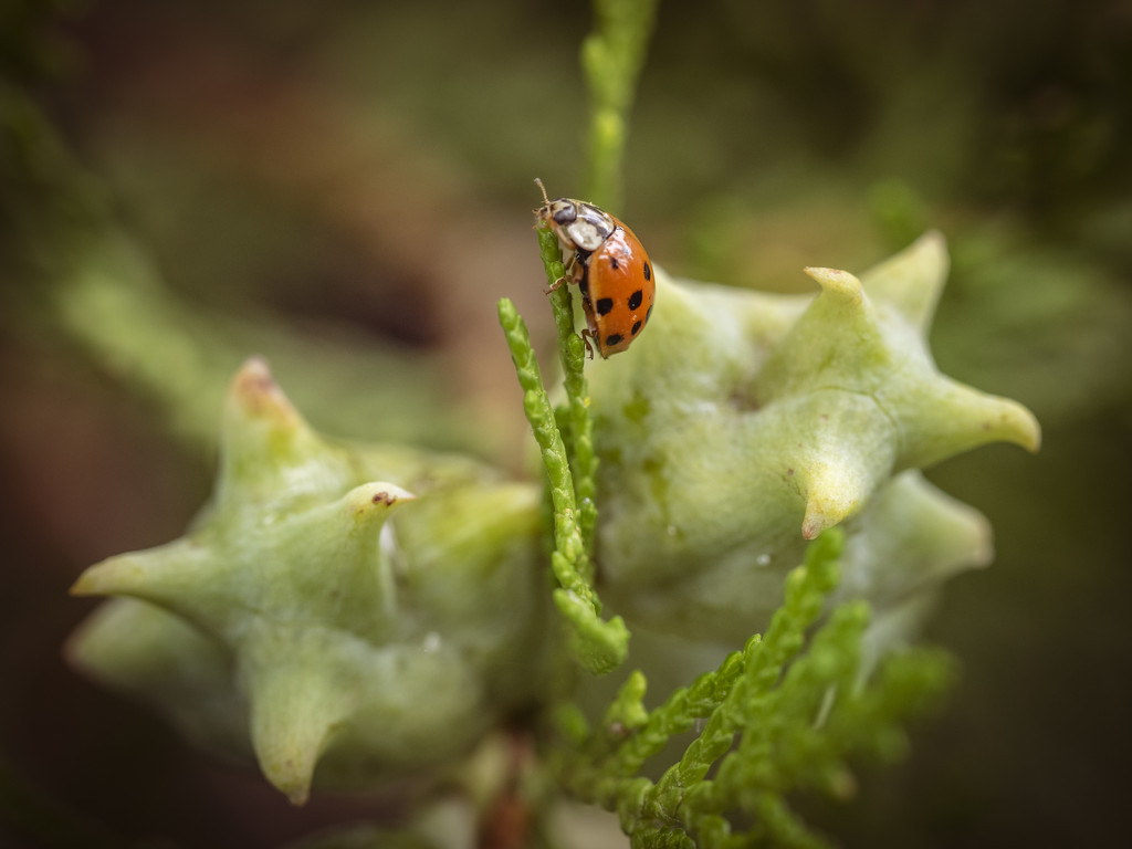 Ladybird by haskar