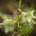 Ladybird by haskar