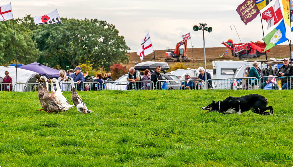 Rounding Up The Geese (Sheepdog Demonstration) by carolmw