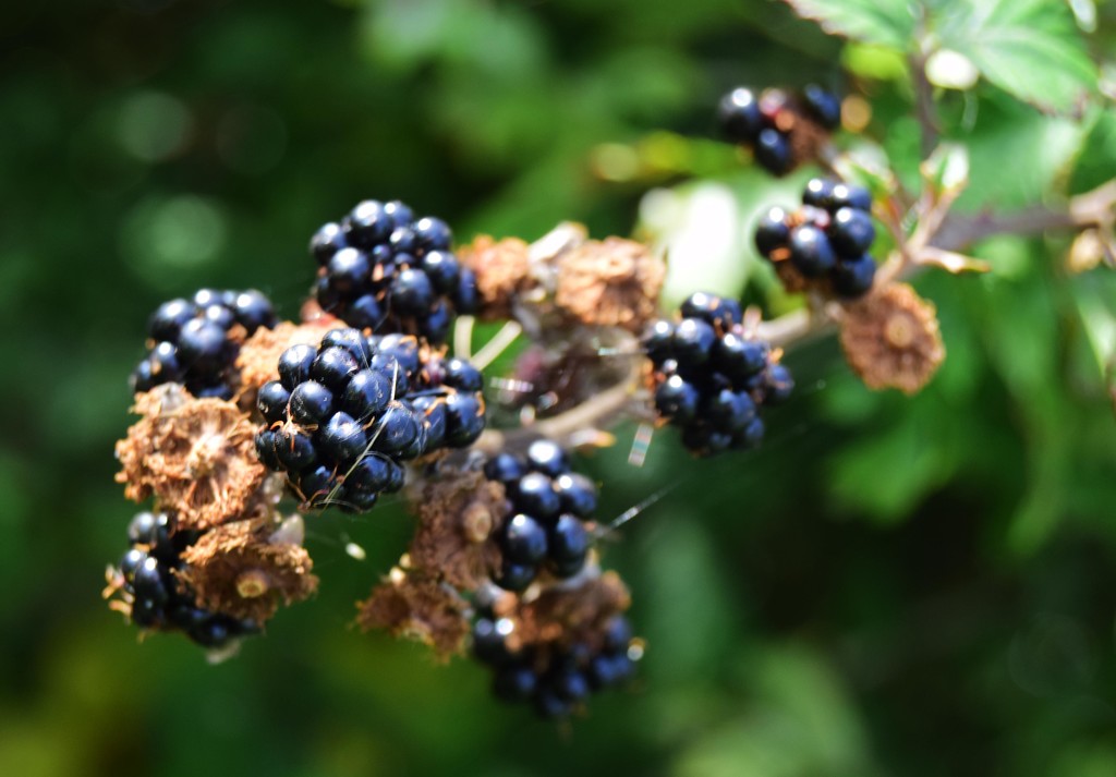 blackberries by ianmetcalfe