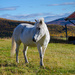 Icelandic horse by elisasaeter