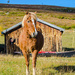 Icelandic horse 2 by elisasaeter