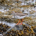 Redshank  by lifeat60degrees