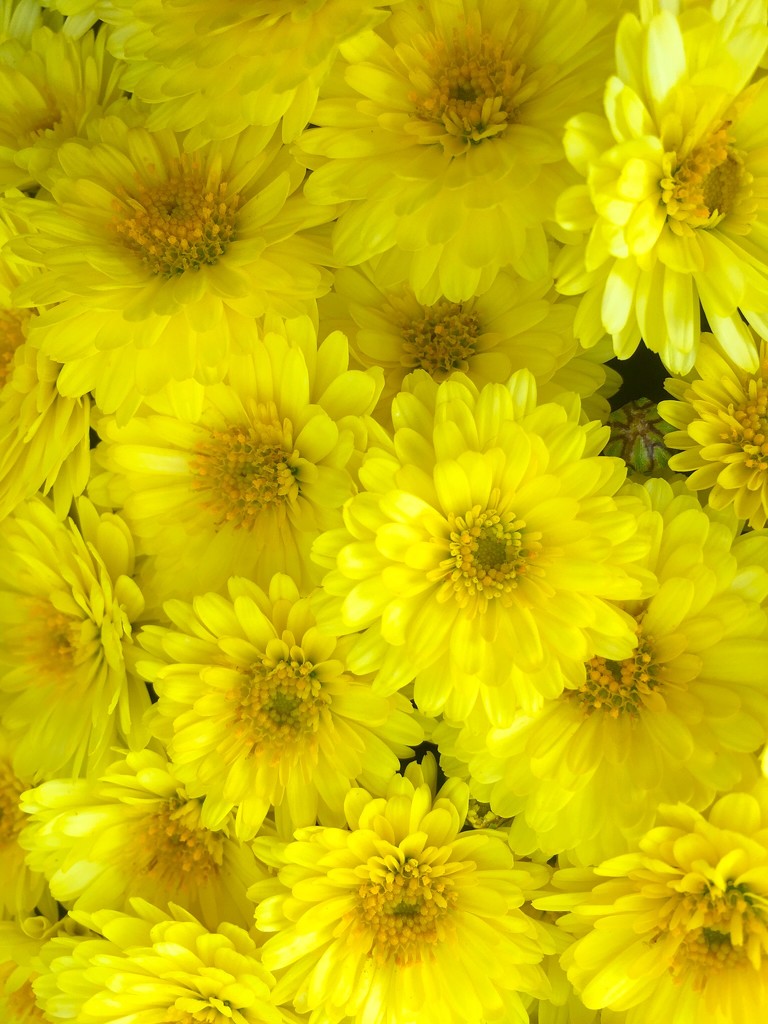 Chrysanthemums  by 365projectdrewpdavies