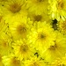 Chrysanthemums  by 365projectdrewpdavies