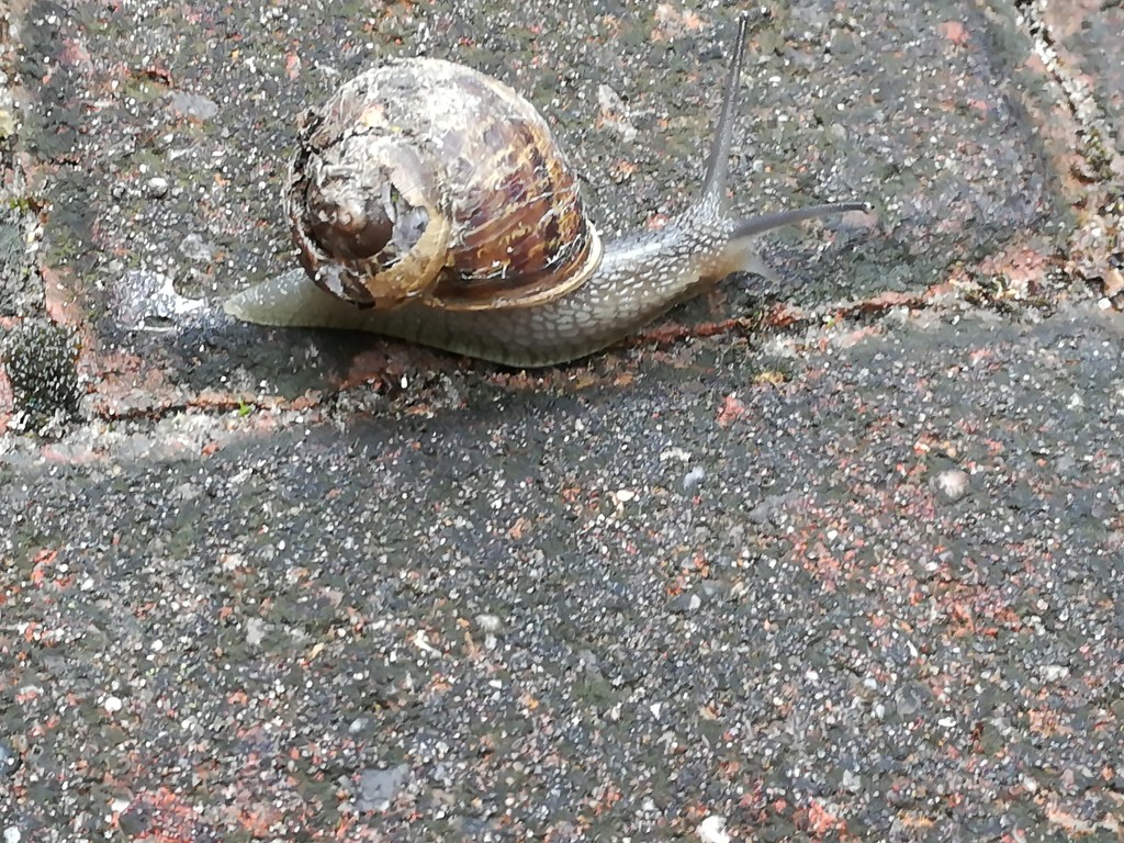 Snail by plainjaneandnononsense