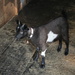 Fainting Goat. 5 months old. Fainted once at the sound of a piece of machinery fired up. by hellie