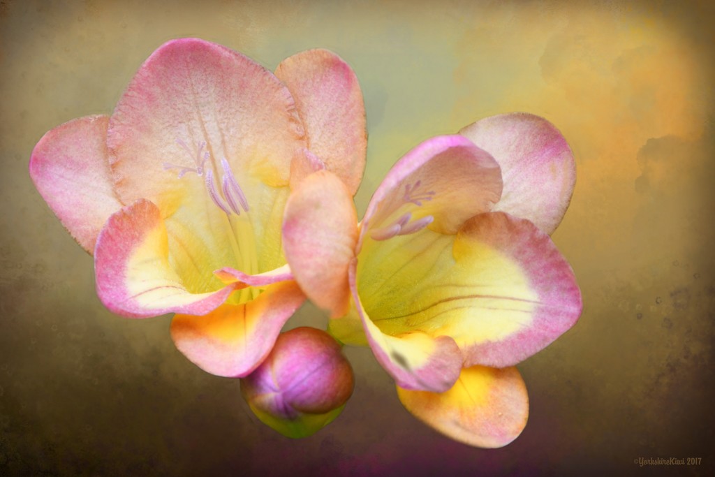 Freesia by yorkshirekiwi