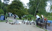 25th Sep 2017 - The boat girl and the lake side birds 