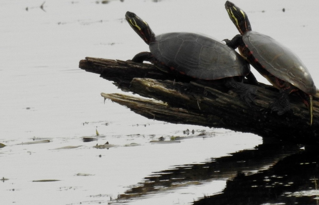 turtles at tuttle marsh by amyk