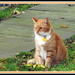 Ginger cat bird watching Petre Crescent. by grace55