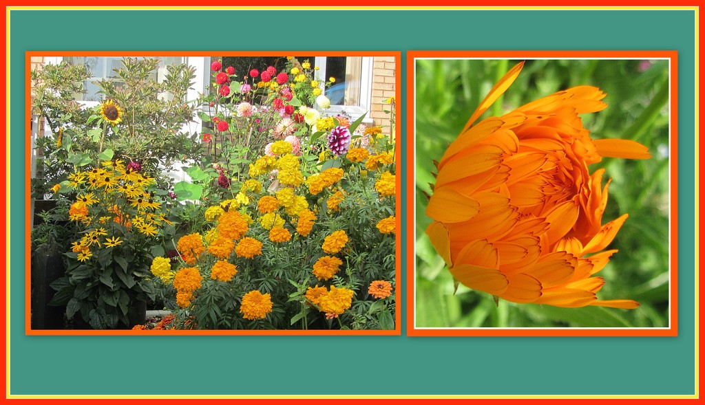 Autumn garden and Marigold bud. by grace55