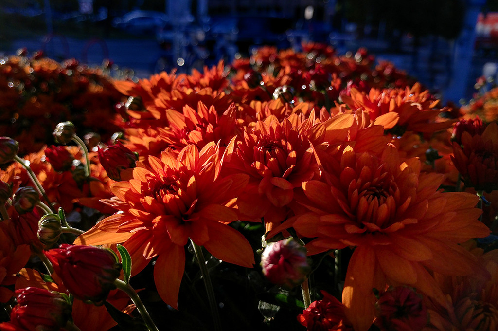 Market Flowers by houser934