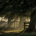 Early morning sunshine in the mist by shepherdmanswife