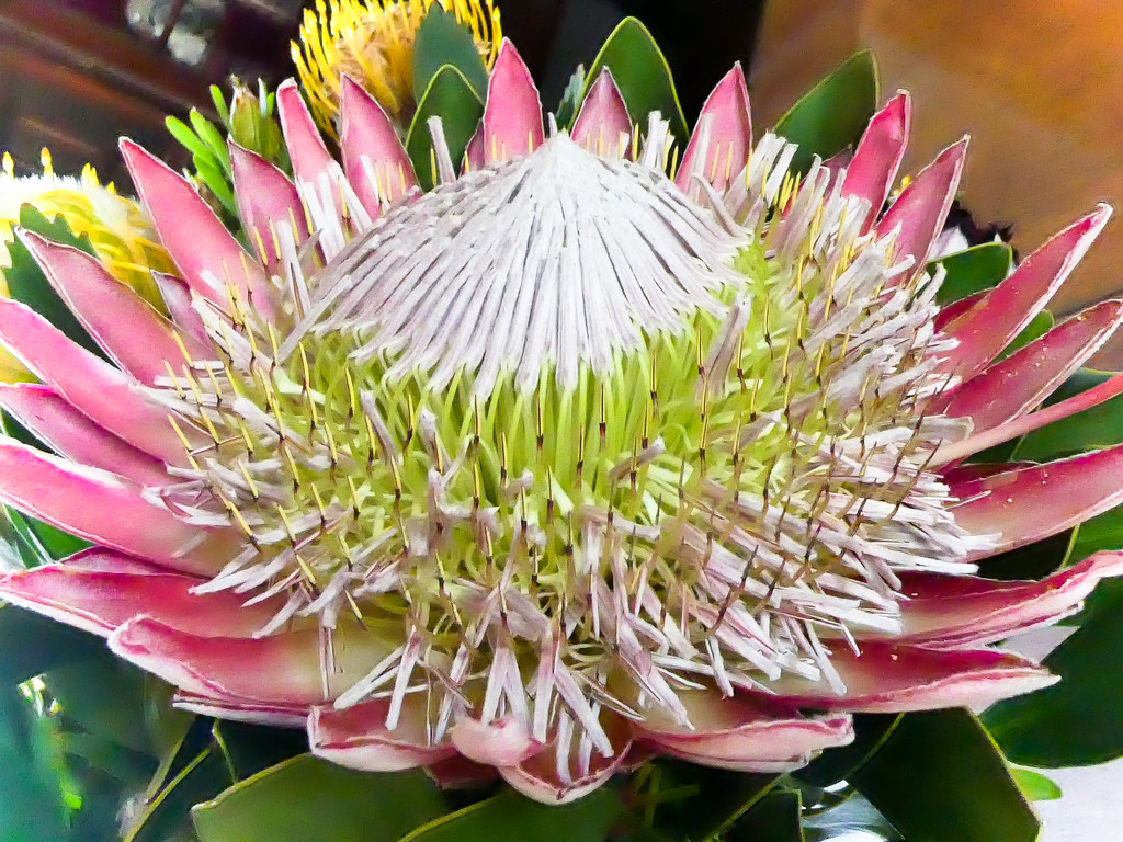 A King Protea........ by ludwigsdiana