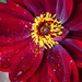 Raindrops Keep Falling..... by carole_sandford