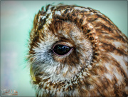 25th Sep 2017 - Tawny Owl