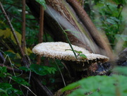 25th Sep 2017 - Fungi on a log