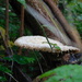 Fungi on a log by 365anne