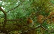 25th Sep 2017 - Robin in a tree....