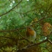 Robin in a tree.... by ziggy77