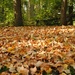 Carpeted in Autumn by alophoto