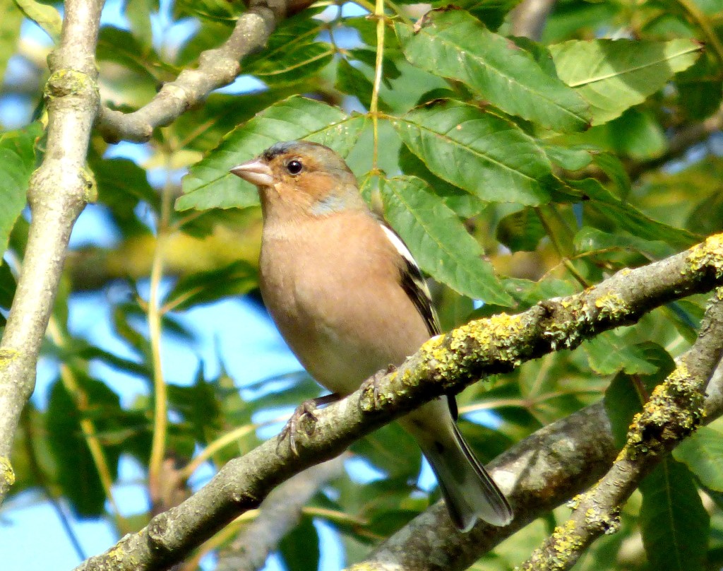 Chirpy Chaffinch by julienne1