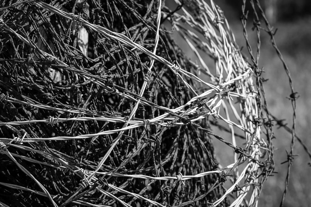 black and white barbed wire by tracymeurs