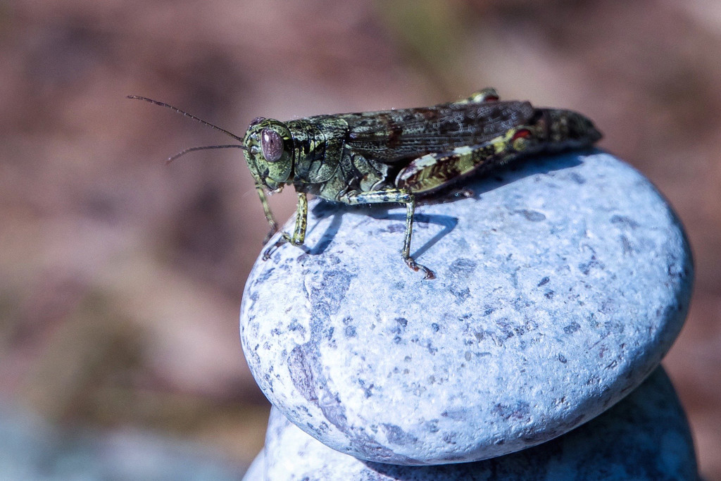 A grasshopper's gaze by berelaxed