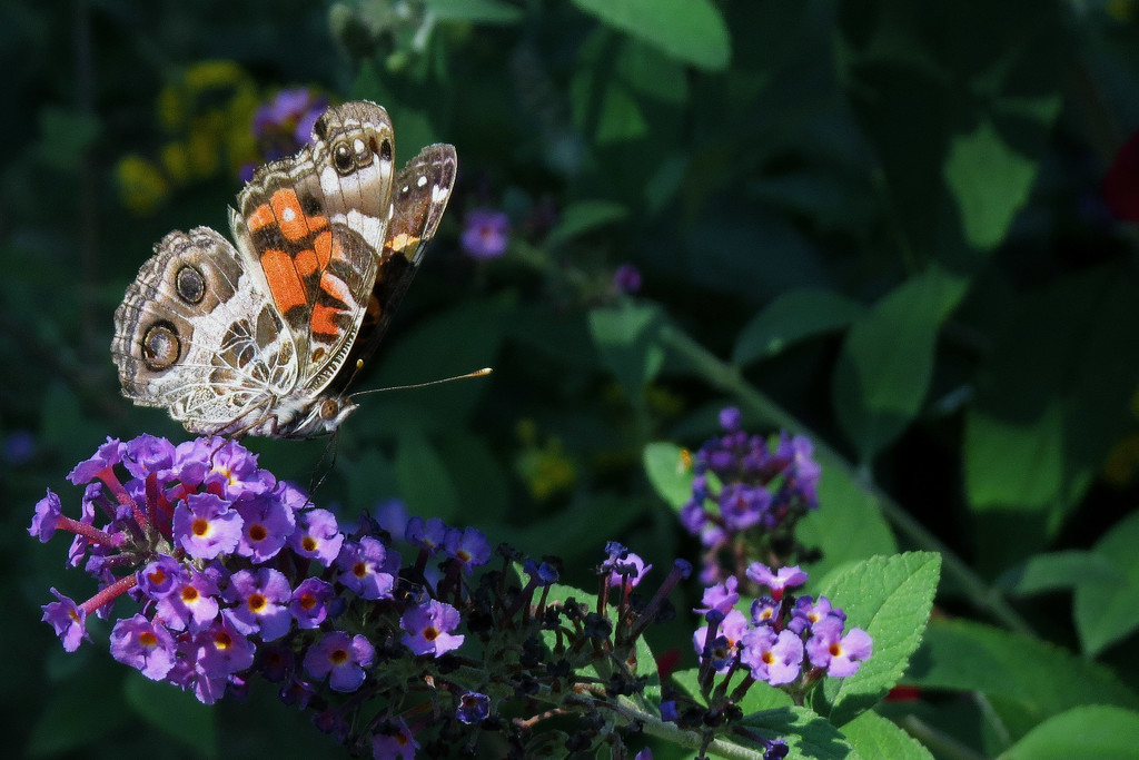 Butterfly Bush Almost Gone by milaniet