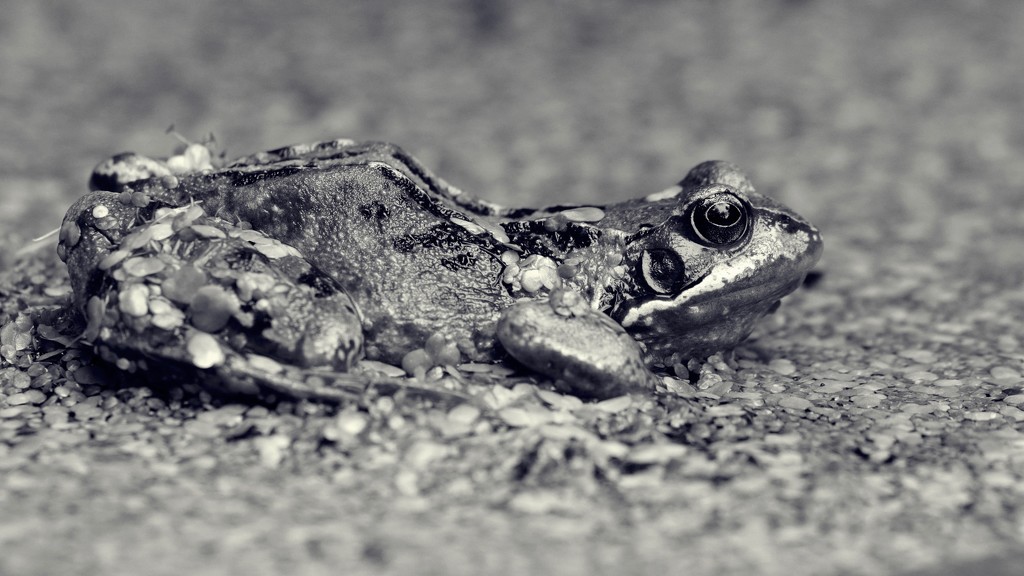 MONO FROG by markp