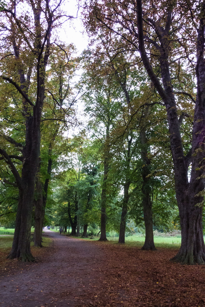 Autumn in Morden Hall Park by rumpelstiltskin