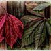 Leaves in our garden. by ivan