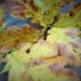 Oak leaves by flowerfairyann