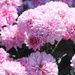 0923_5437 Fall mums by pennyrae