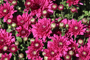 24th Sep 2017 - 0924_5438 Love the mums this time of year.