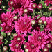 0924_5438 Love the mums this time of year. by pennyrae