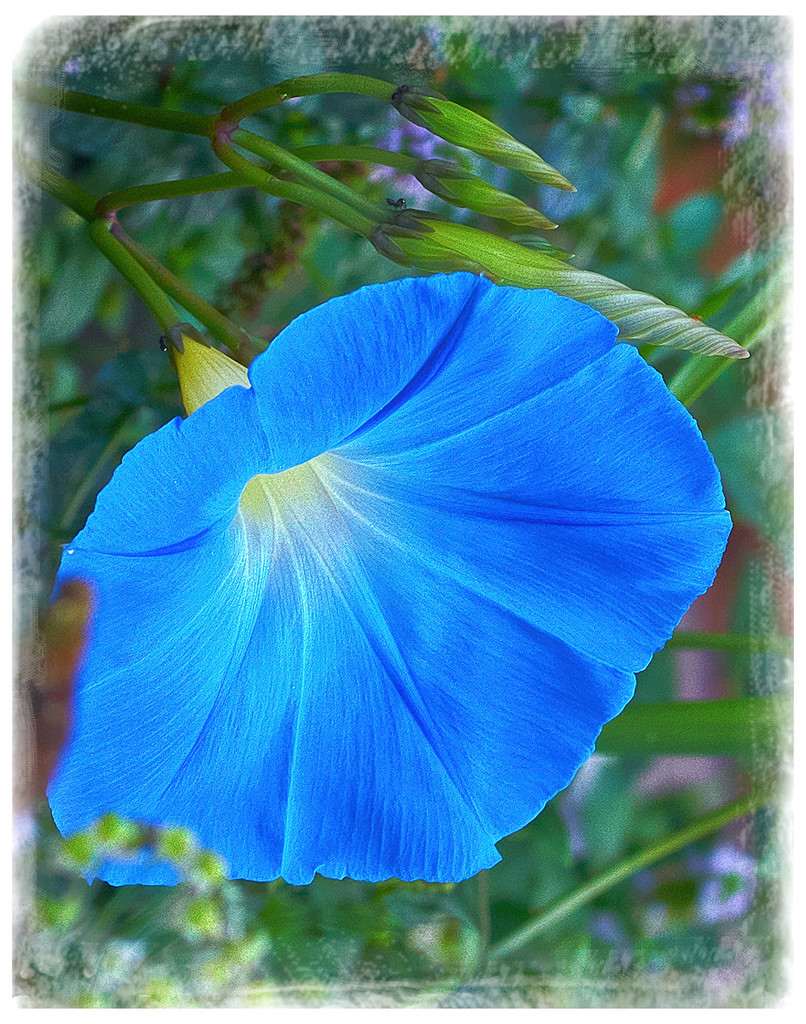 Heavenly Blue by gardencat
