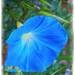 Heavenly Blue by gardencat