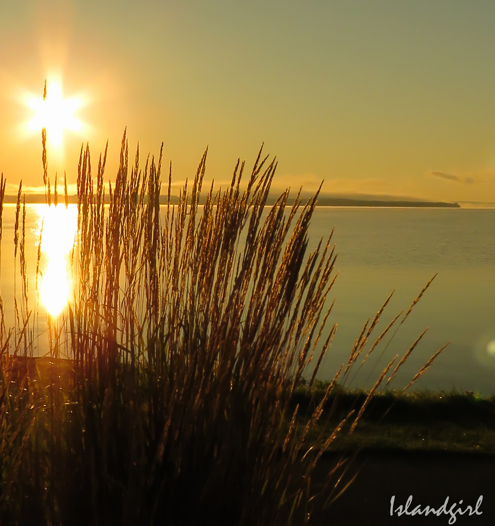 Sunrise through the Grasses  by radiogirl