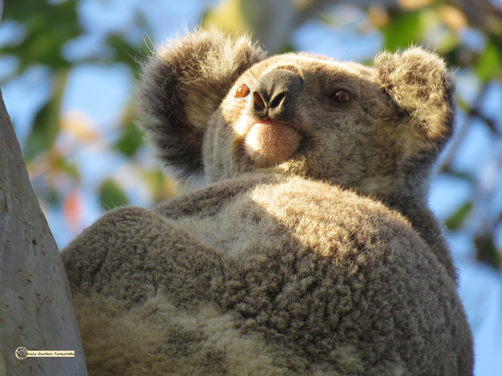 who dat down dere? by koalagardens