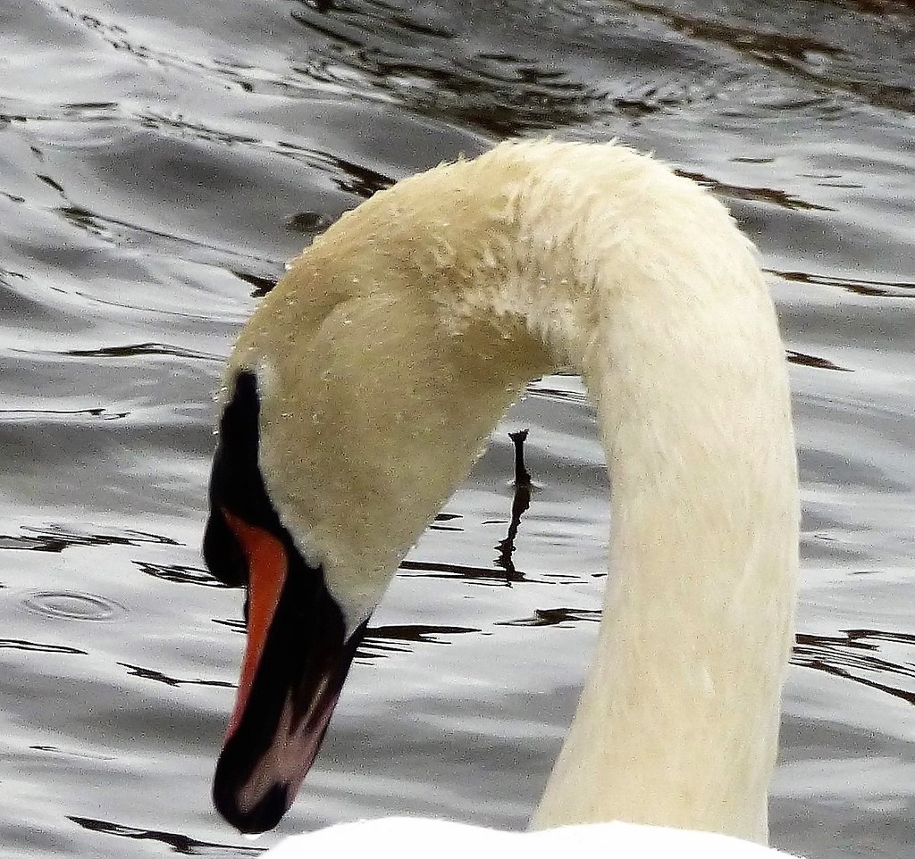 Swan neck  by beryl