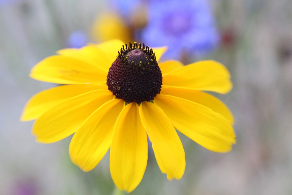 Black-eyed Susan by paintdipper