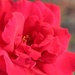Fall Garden Rose by paintdipper