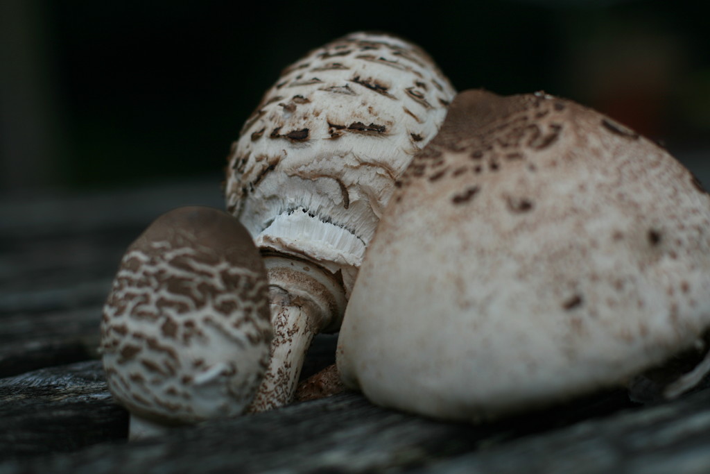 fungi by callymazoo